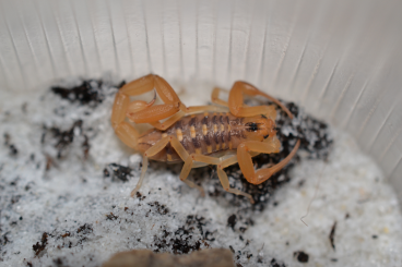 Skorpione kaufen und verkaufen Photo: Centruroides sculpturatus ”gertschi” Skorpione kaufen und verkaufen Photo: Centruroides sculpturatus ”gertschi”