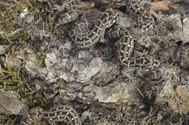 Geckos kaufen und verkaufen Photo: Hemidactylus imbricatus cb 04/25 Geckos kaufen und verkaufen Photo: Hemidactylus imbricatus cb 04/25