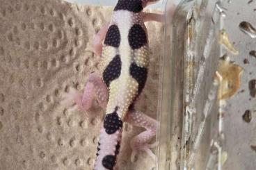 Geckos kaufen und verkaufen Foto: frischgeschlüpfte, fite Leopardgeckos zu verkaufen