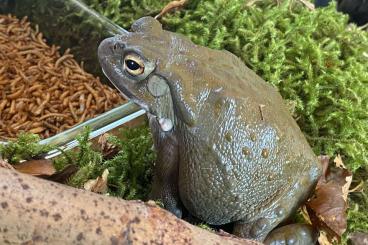 Frösche  kaufen und verkaufen Foto: Bufo (Incilius) Alvarius - Nachzuchten aus Deutschland, ab 160 €