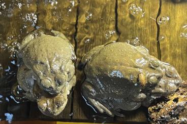 Frösche kaufen und verkaufen Foto: Bufo (Incilius) Alvarius - Nachzuchten aus Deutschland Frösche kaufen und verkaufen Foto: Bufo (Incilius) Alvarius - Nachzuchten aus Deutschland