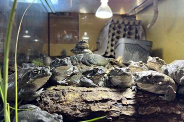 Frösche kaufen und verkaufen Foto: Bufo (Incilius) Alvarius - Nachzuchten aus Deutschland, ab 160 € Frösche kaufen und verkaufen Foto: Bufo (Incilius) Alvarius - Nachzuchten aus Deutschland, ab 160 €