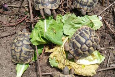 Landschildkröten kaufen und verkaufen Photo: Testudo hermanni 6 Griechische Landschildkröten Landschildkröten kaufen und verkaufen Photo: Testudo hermanni 6 Griechische Landschildkröten
