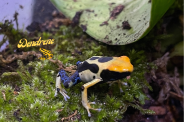 Poison dart frogs kaufen und verkaufen Photo: Junge Dendrobaten tinctorius “Regina” abzugeben! Poison dart frogs kaufen und verkaufen Photo: Junge Dendrobaten tinctorius “Regina” abzugeben!