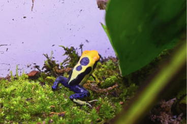 Pfeilgiftfrösche kaufen und verkaufen Foto: Junge Dendrobaten tinctorius “Regina” abzugeben! Pfeilgiftfrösche kaufen und verkaufen Foto: Junge Dendrobaten tinctorius “Regina” abzugeben!