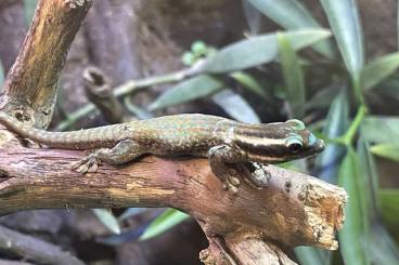 Geckos kaufen und verkaufen Foto: Suche Phelsuma ornata Weibchen zum Tausch Geckos kaufen und verkaufen Foto: Suche Phelsuma ornata Weibchen zum Tausch