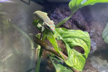 Geckos kaufen und verkaufen Photo: Phelsuma Ornata Weibchen [SUCHE]