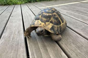 Tortoises kaufen und verkaufen Photo: griechische Landschildkröte abzugeben, Männchen 16 Jahre alt Tortoises kaufen und verkaufen Photo: griechische Landschildkröte abzugeben, Männchen 16 Jahre alt