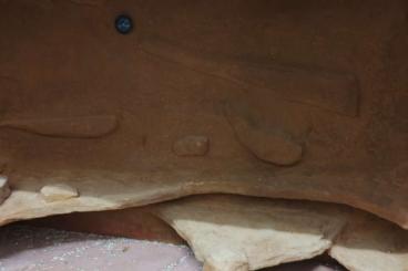 Enclosures kaufen und verkaufen Photo: Terra für Echsen aus Alu und Holz auch einzeln zu erwerben. Enclosures kaufen und verkaufen Photo: Terra für Echsen aus Alu und Holz auch einzeln zu erwerben.