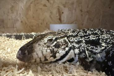 Lizards kaufen und verkaufen Photo: Argentinischer Schwarz / Weißer Teju - Salvator merianae Lizards kaufen und verkaufen Photo: Argentinischer Schwarz / Weißer Teju - Salvator merianae