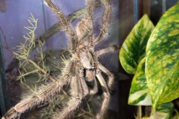 Vogelspinnen kaufen und verkaufen Foto: Poecilotheria striata 1.0 Männchen für Weinstadt