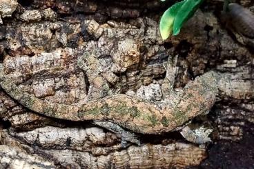 Geckos kaufen und verkaufen Photo: Leachianus chahoua auriculatus