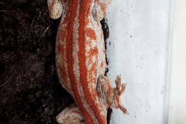 Geckos kaufen und verkaufen Foto: new caledonia geckos 2023