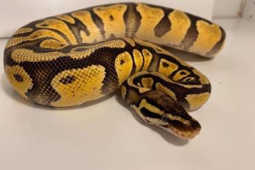 Schlangen kaufen und verkaufen Foto: Königspython 0.1 Enchi Pastel Schlangen kaufen und verkaufen Foto: Königspython 0.1 Enchi Pastel