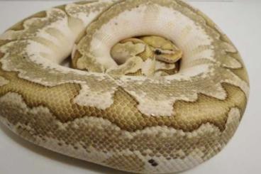 Königspythons kaufen und verkaufen Foto: Königspython 1.0 Bamboo Enchi Pastell Königspythons kaufen und verkaufen Foto: Königspython 1.0 Bamboo Enchi Pastell