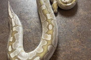 Königspythons kaufen und verkaufen Foto: Königspython 0.1 Bamboo Enchi Königspythons kaufen und verkaufen Foto: Königspython 0.1 Bamboo Enchi