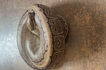 Königspythons kaufen und verkaufen Foto: Königspython 0.1 Pinstripe pos het Sunset Königspythons kaufen und verkaufen Foto: Königspython 0.1 Pinstripe pos het Sunset