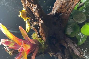 Pfeilgiftfrösche kaufen und verkaufen Foto: 0.0.1 Phyllobates Terribilis Pfeilgiftfrösche kaufen und verkaufen Foto: 0.0.1 Phyllobates Terribilis