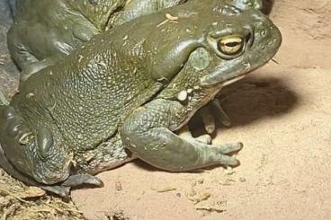 frogs kaufen und verkaufen Photo: Bufo (Incilius) alvarius, Colorado Rover Toad/ Sonoran Desert Toad frogs kaufen und verkaufen Photo: Bufo (Incilius) alvarius, Colorado Rover Toad/ Sonoran Desert Toad