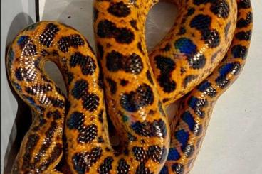 Schlangen kaufen und verkaufen Foto: Yellow Anaconda Eunectes notaeus 