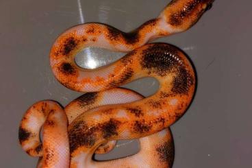 Boas kaufen und verkaufen Foto: 100% Het pied brazilian rainbow boa Epicrates cenchria cenchria CB2020 Boas kaufen und verkaufen Foto: 100% Het pied brazilian rainbow boa Epicrates cenchria cenchria CB2020