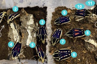 Insekten kaufen und verkaufen Foto: Mecynorrhina torquata ugandensis - imaga Insekten kaufen und verkaufen Foto: Mecynorrhina torquata ugandensis - imaga