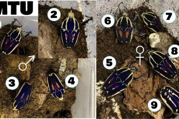 Insekten kaufen und verkaufen Foto: Mecynorrhina torquata ugandensis Insekten kaufen und verkaufen Foto: Mecynorrhina torquata ugandensis