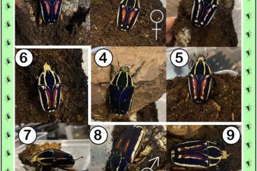 Insects kaufen und verkaufen Photo: Mecynorrhina torquata ugandensis Insects kaufen und verkaufen Photo: Mecynorrhina torquata ugandensis