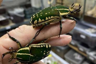 Insekten kaufen und verkaufen Foto: Chelorrhina polyphemus confluens 2x Insekten kaufen und verkaufen Foto: Chelorrhina polyphemus confluens 2x