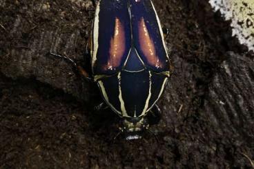 Insects kaufen und verkaufen Photo: Mecynorrhina torquata ugandensis Insects kaufen und verkaufen Photo: Mecynorrhina torquata ugandensis