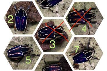 Insects kaufen und verkaufen Photo: Mecynorrhina torquata ugandensis Insects kaufen und verkaufen Photo: Mecynorrhina torquata ugandensis