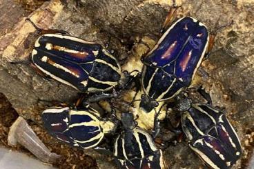 Insekten kaufen und verkaufen Foto: Angebot: Käfer & Larven – verschiedene Arten Insekten kaufen und verkaufen Foto: Angebot: Käfer & Larven – verschiedene Arten