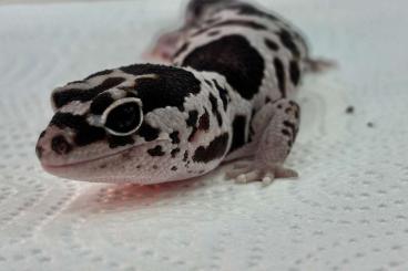Geckos kaufen und verkaufen Photo: Afrikanischer Fettschwanzgecko - Hemitheconyx caudicinctus Geckos kaufen und verkaufen Photo: Afrikanischer Fettschwanzgecko - Hemitheconyx caudicinctus