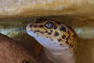 Geckos kaufen und verkaufen Photo: Leopardgecko Nacho zu Verkaufen Geckos kaufen und verkaufen Photo: Leopardgecko Nacho zu Verkaufen