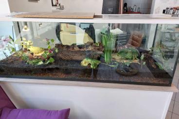 Frösche kaufen und verkaufen Foto: Tomatenfrösche suchen neues zu Hause Frösche kaufen und verkaufen Foto: Tomatenfrösche suchen neues zu Hause