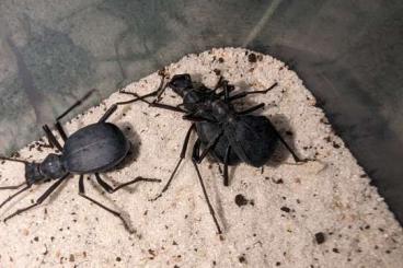 Insects kaufen und verkaufen Photo: Searching for exotic Tenebrionids beetles