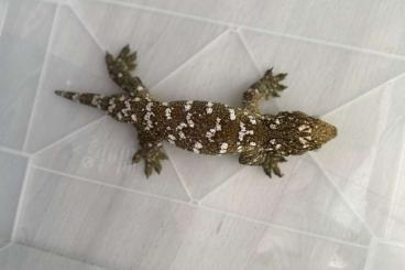 Geckos kaufen und verkaufen Foto: offer various rhacodactylus leachianus Geckos kaufen und verkaufen Foto: offer various rhacodactylus leachianus