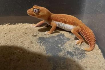 Geckos kaufen und verkaufen Foto: 3,4,5 nephrurus pilbarensis - all high white outcrosses Geckos kaufen und verkaufen Foto: 3,4,5 nephrurus pilbarensis - all high white outcrosses