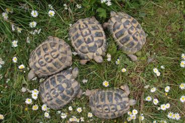 Tortoises kaufen und verkaufen Photo: Griechische Landschildkröten aus eigener Nachzucht Tortoises kaufen und verkaufen Photo: Griechische Landschildkröten aus eigener Nachzucht