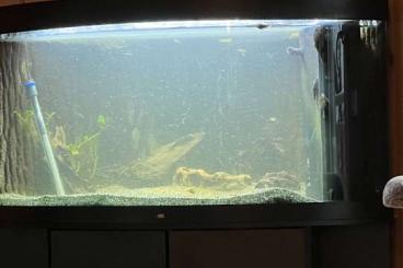 tanks kaufen und verkaufen Photo: Aquarium 350 Liter mit alles