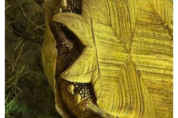 Schildkröten kaufen und verkaufen Photo: Sporenschildkröten Centrochelys sulcata Schildkröten kaufen und verkaufen Photo: Sporenschildkröten Centrochelys sulcata