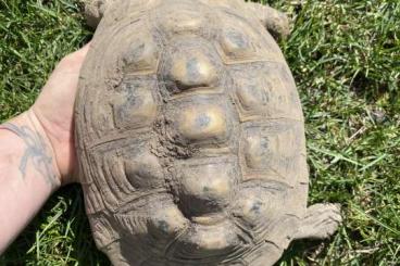 Tortoises kaufen und verkaufen Photo: Landschildkröten weiblich Tortoises kaufen und verkaufen Photo: Landschildkröten weiblich