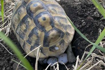Tortoises kaufen und verkaufen Photo: Landschildkröte weiblich Tortoises kaufen und verkaufen Photo: Landschildkröte weiblich