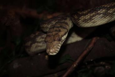 Snakes kaufen und verkaufen Photo: I'm looking for simalia and l.albertesii