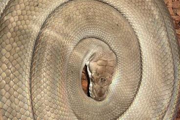 Snakes kaufen und verkaufen Photo: 1.0 Simalia nauta CB12 Axanthic patternless Snakes kaufen und verkaufen Photo: 1.0 Simalia nauta CB12 Axanthic patternless