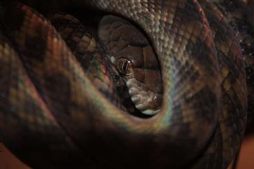 Snakes kaufen und verkaufen Photo: i'm looking for s.amethistina and c.caninus/batesii Snakes kaufen und verkaufen Photo: i'm looking for s.amethistina and c.caninus/batesii