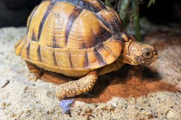 Landschildkröten kaufen und verkaufen Photo: Ägyptische Landschildkrötrn Zuchtgruppe aus 2016