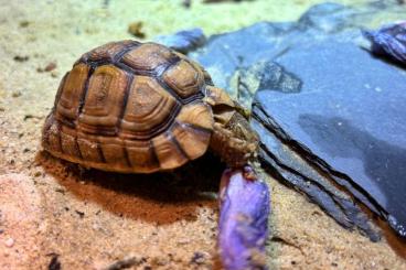 Landschildkröten kaufen und verkaufen Photo: Ägyptische Landschildkröte Kleinmanni NZ 2023 Landschildkröten kaufen und verkaufen Photo: Ägyptische Landschildkröte Kleinmanni NZ 2023