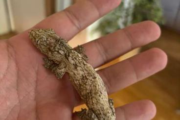 Geckos kaufen und verkaufen Photo: Neukalendonischer Riesengecko NZ 24 Geckos kaufen und verkaufen Photo: Neukalendonischer Riesengecko NZ 24