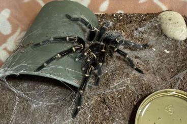Vogelspinnen kaufen und verkaufen Foto: Adult male Grammostola pulchripes